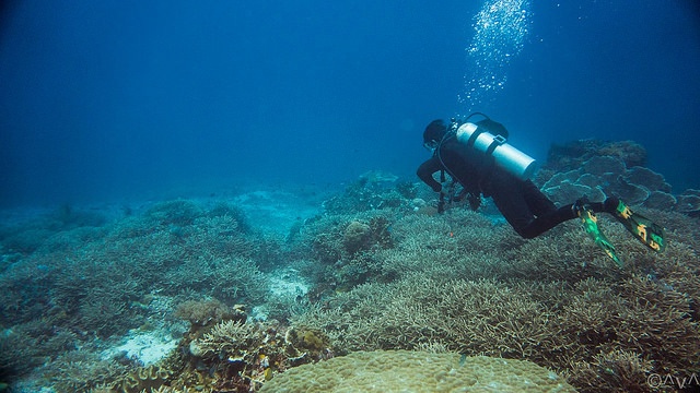 Katipanan dive site in Apo Island affordable house and lot