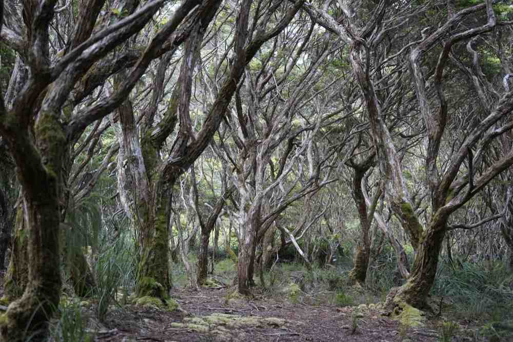Forest-in-Mount-Hamiguitan-Range-Wildlife-Sanctuary