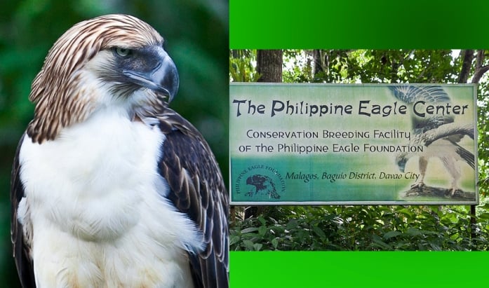 philippine-eagle-center