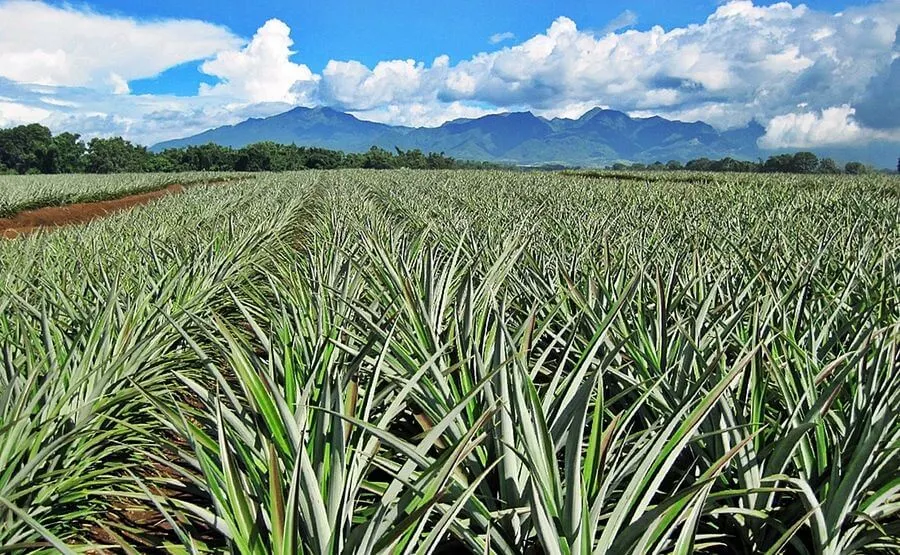  Things-to-do-in-cagayan-de-oro-5-pineapple-farm
