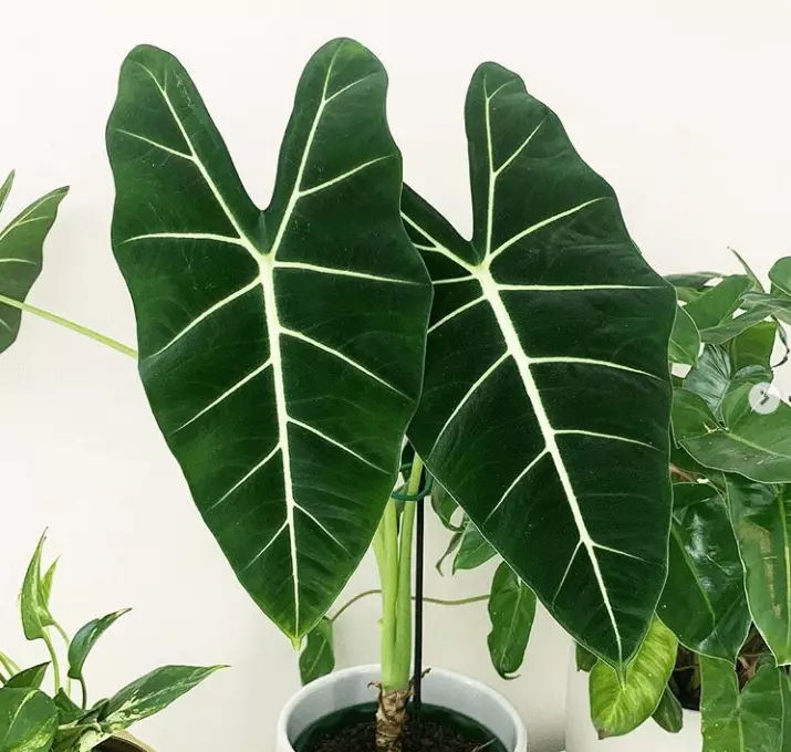 best-outoor-plants-for-rainy-season-alocasia