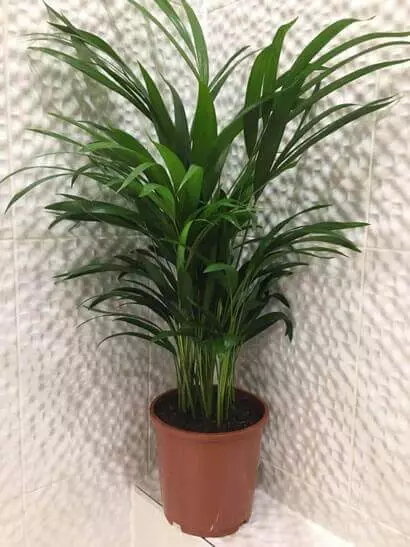 best-outoor-plants-for-rainy-season-areca-palm
