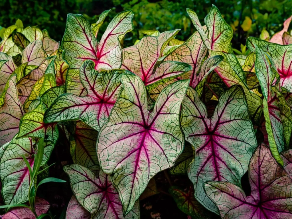 best-outoor-plants-for-rainy-season-caladium-plants