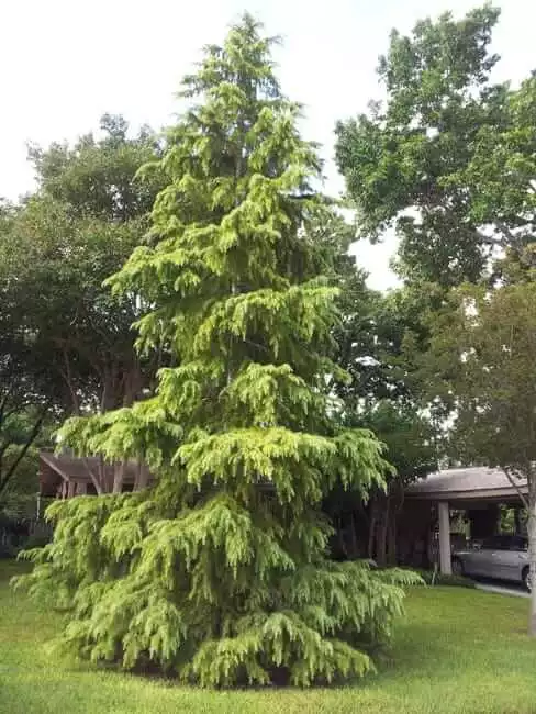 best-outoor-plants-for-rainy-season-cedar-tree.
