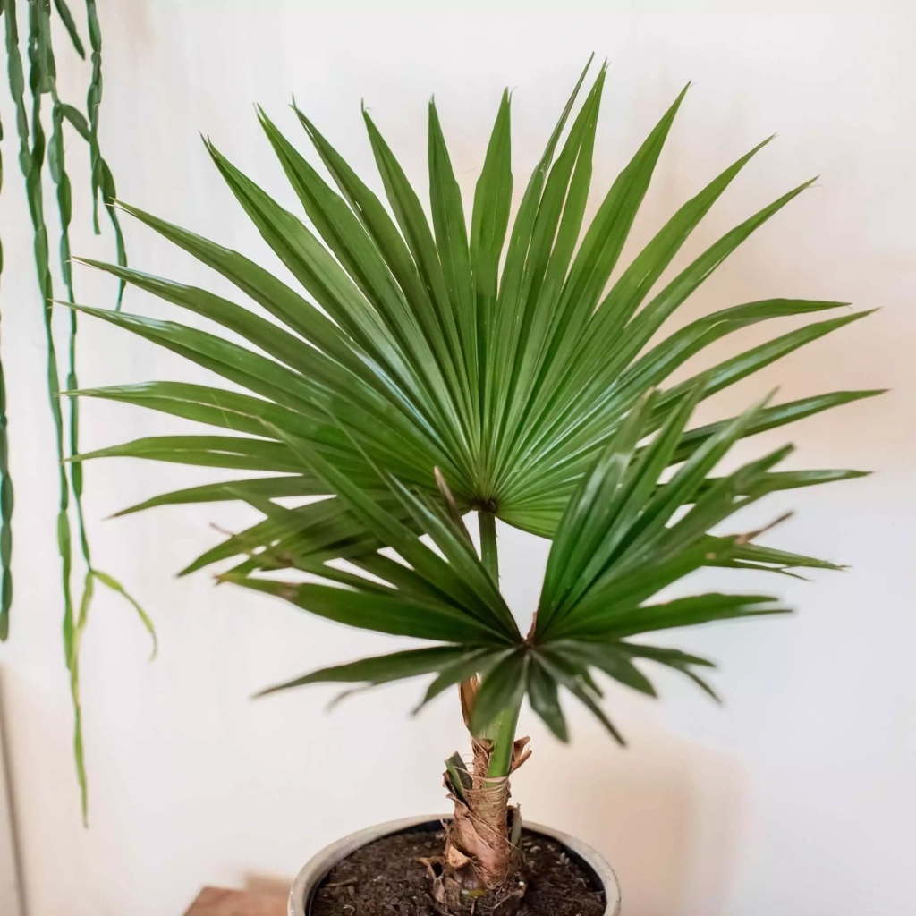 best-outoor-plants-for-rainy-season-chinese-fan-palm.