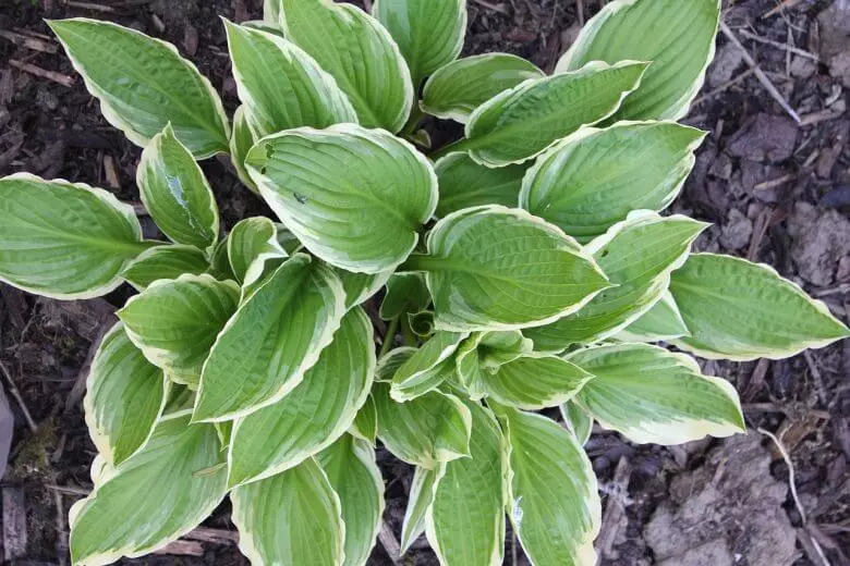 best-outoor-plants-for-rainy-season-hosta-plants