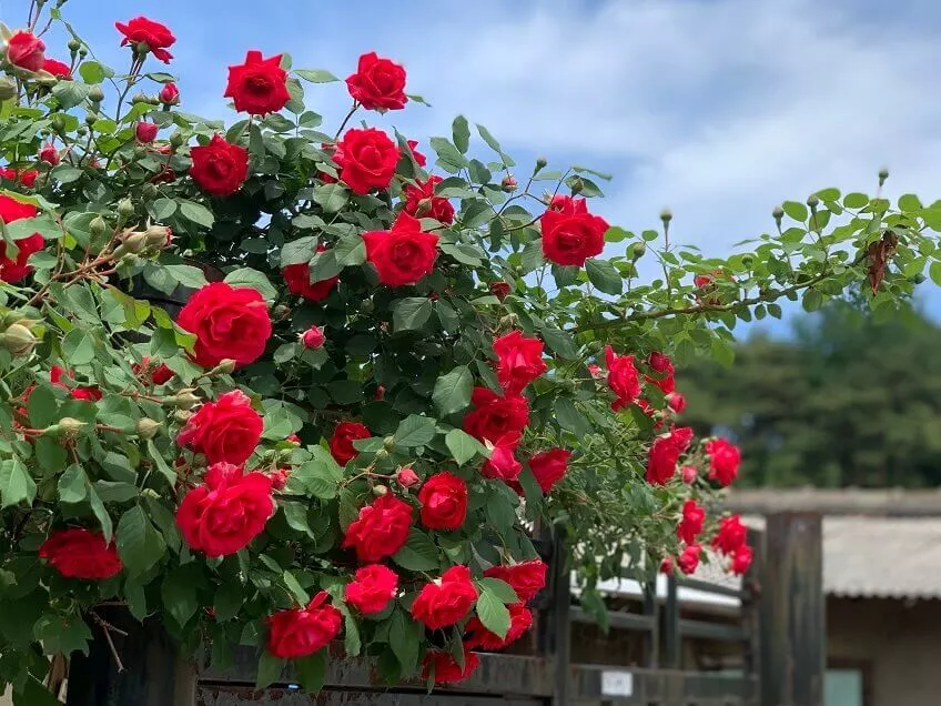 best-outoor-plants-for-rainy-season-rose-bush