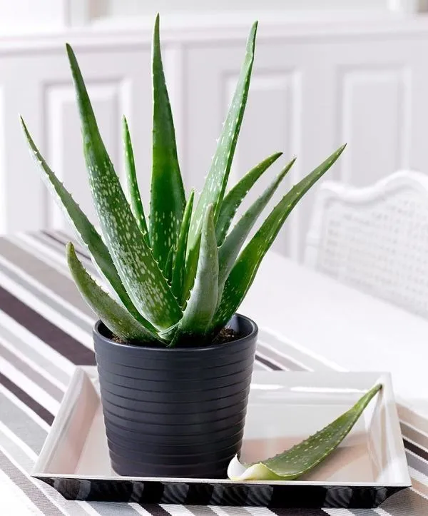 aloevera