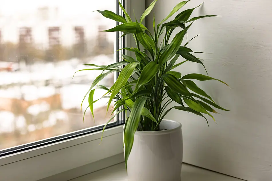 Best indoor plants lucky bamboo plant