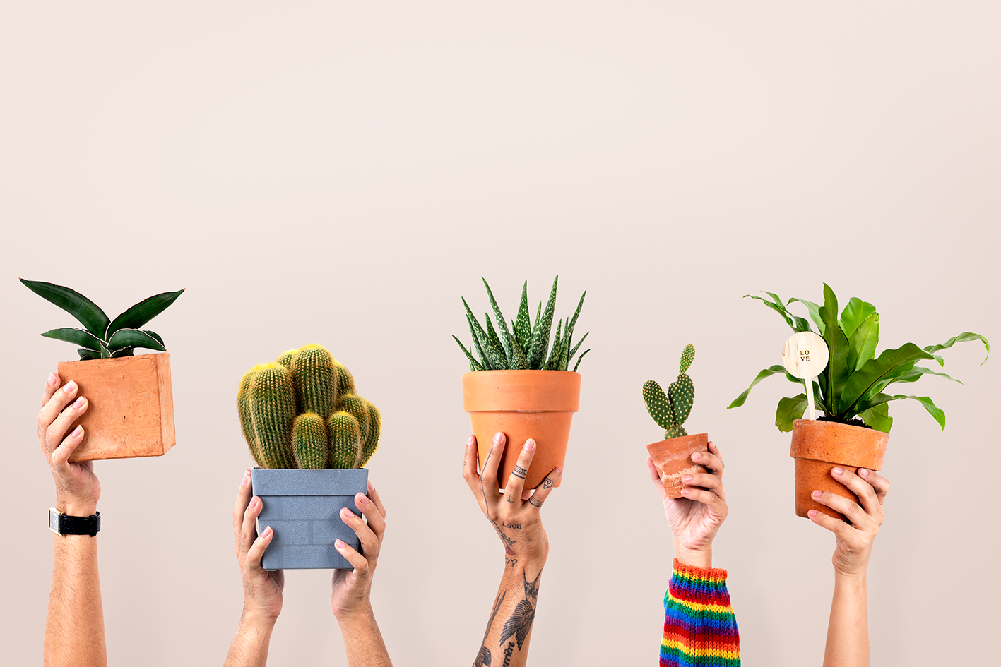 indoor-plants