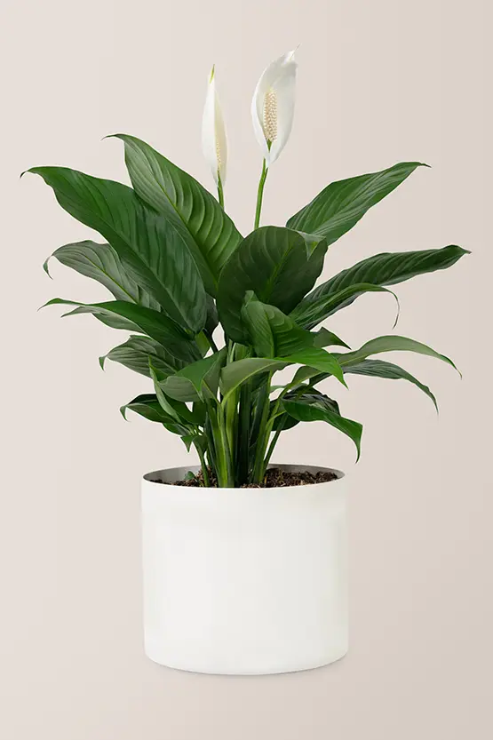 Best indoor plants  peace-lily
