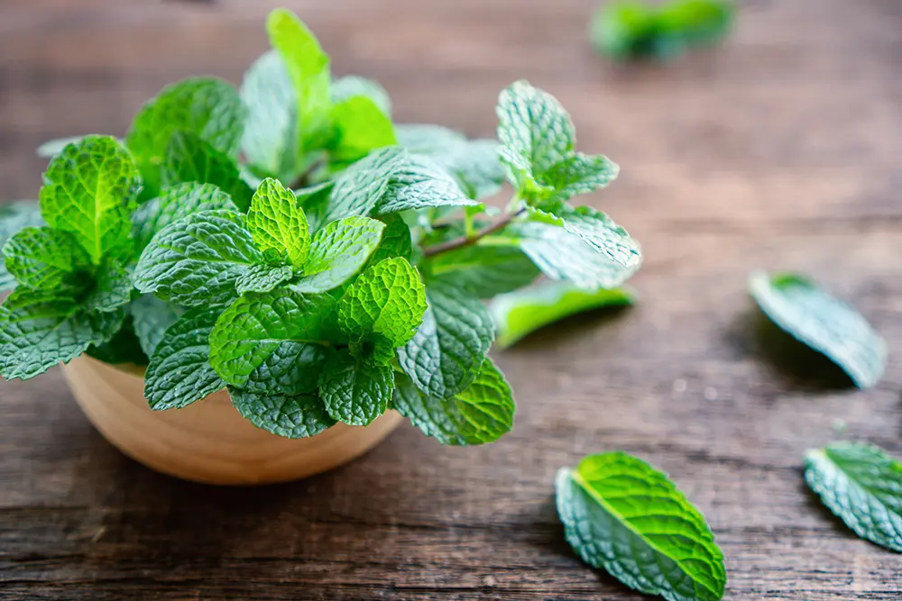 Best indoor plants  peppermint