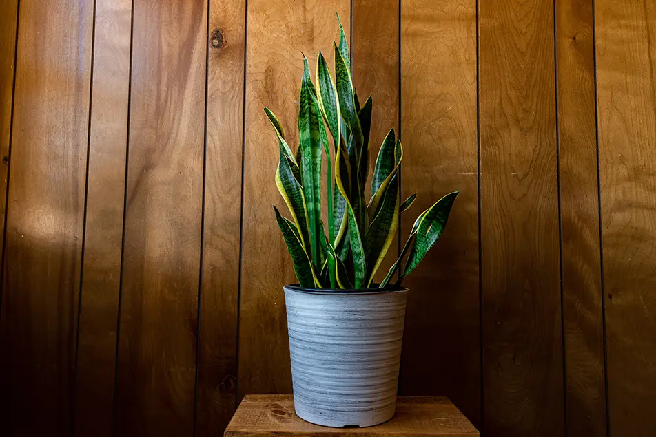 Best indoor plants snake-plant