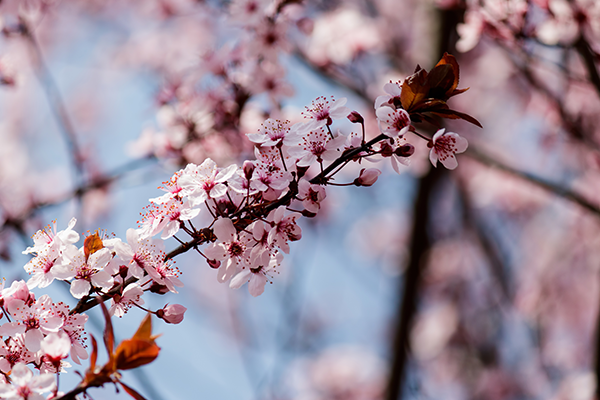 cherry blossom season japan