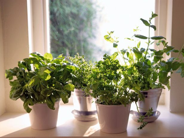 best herbs to plant at home