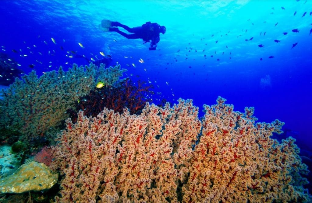 Best Diving Spots in Philippines