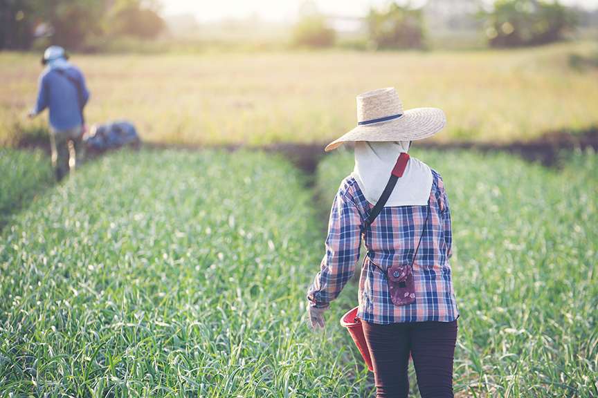 Impact of Climate Change in Philippine Agriculture