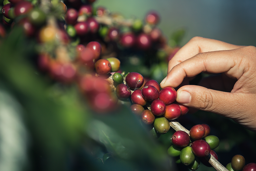 Different types of Coffee Beans in the Philippines