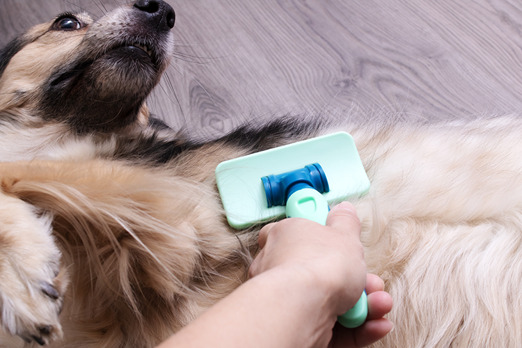 brushing pet hair