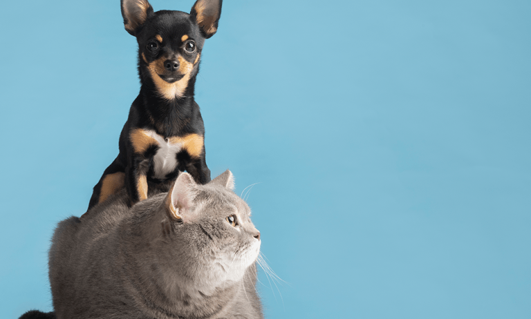Best low maintenance pets for condo living | Bria Homes