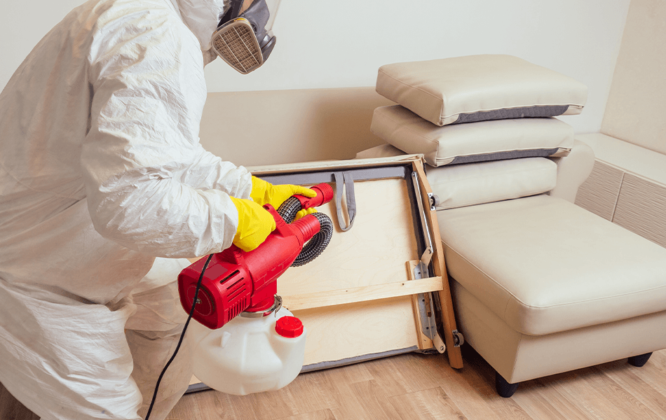 Removing harmful pests at home