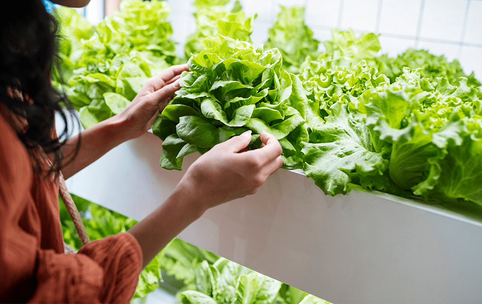 Lettuce grown hydroponically