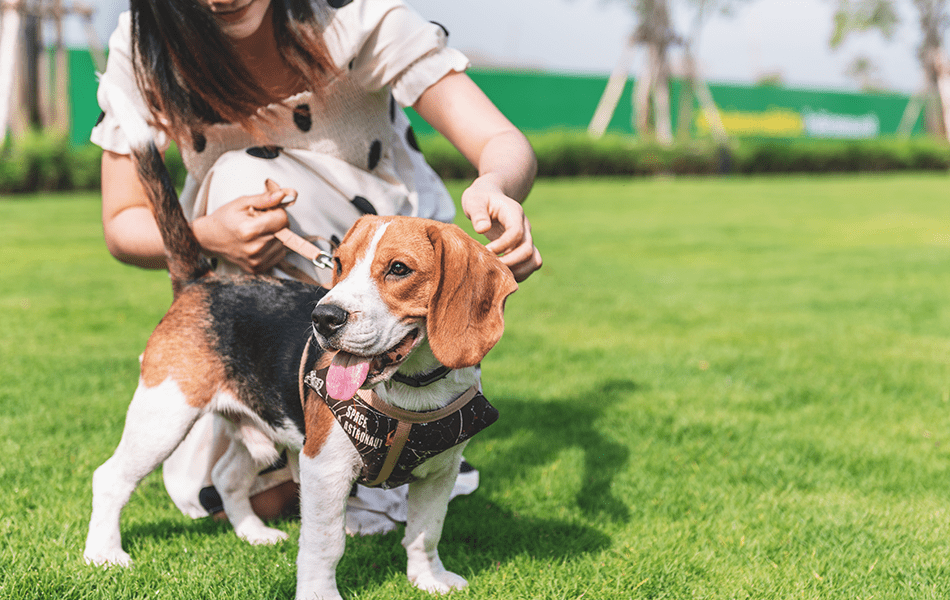 Summer pet-safety guide thumbnail