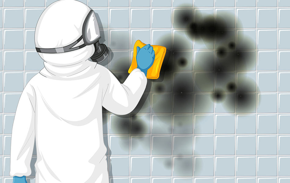 Toxic Mold Clean Up