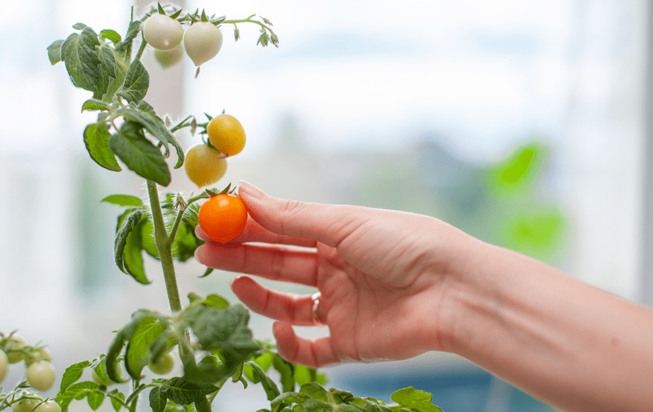 Mini Tomato plant for a home garden