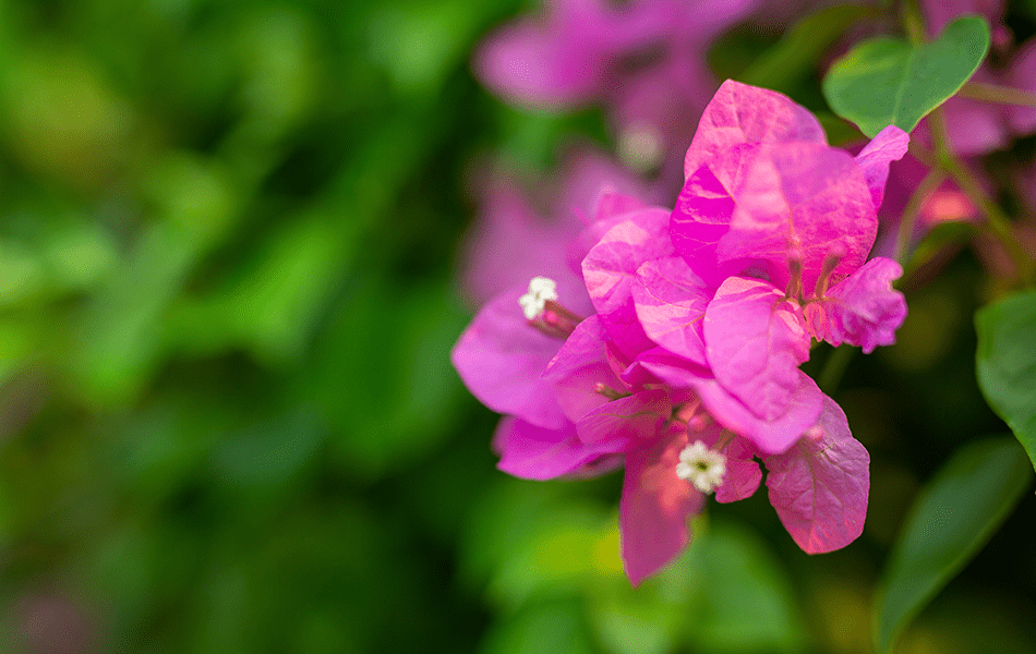 bougainvilla