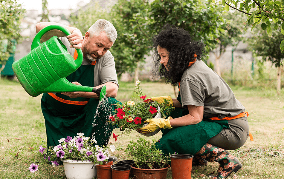 community gardens