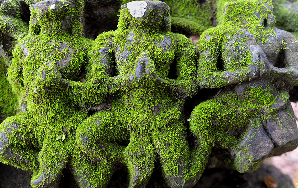 Moss garden