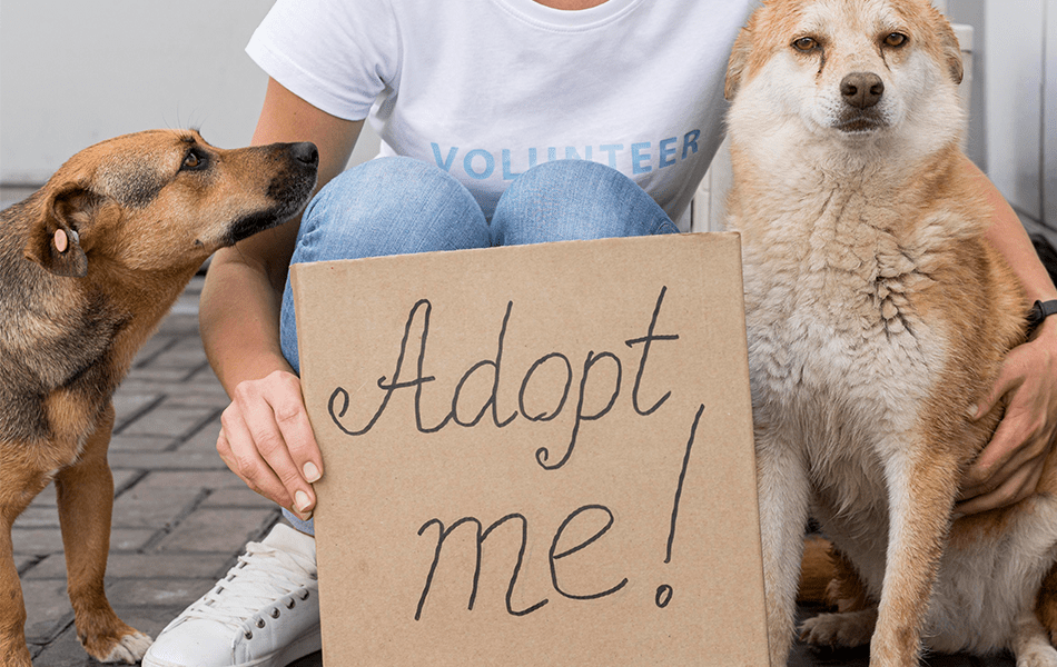 adopting a pet