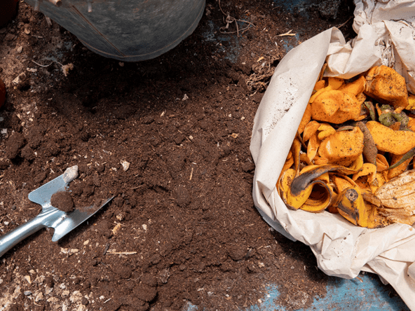 scrap food for compost