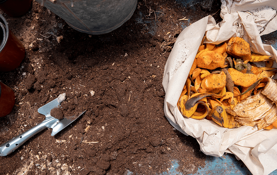 scrap food for compost